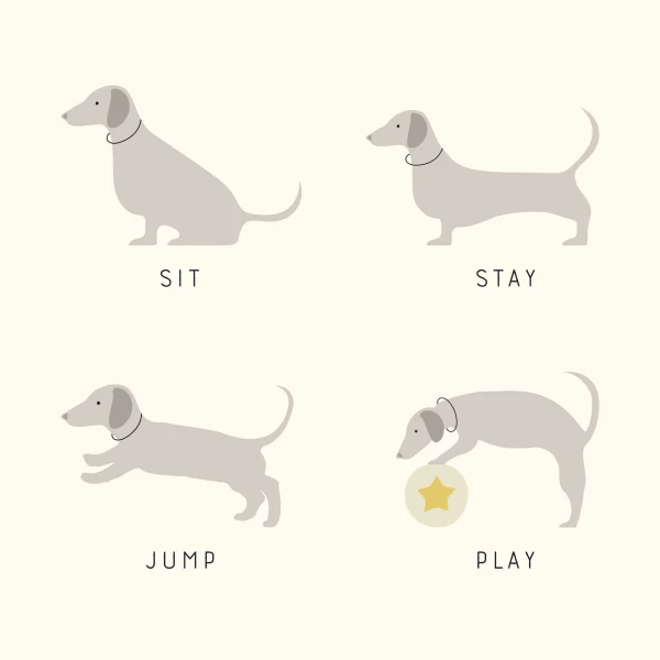 Illustration of dachsund in 4 positions: sit, stay, jump and play. Illustration by Alexandra Cohn, Whimsical, Children, 