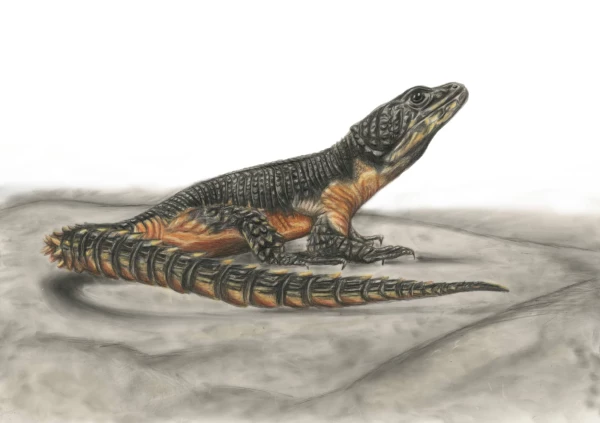Illustration of a lizard native to Mozambique. Illustration by Connie Resch, Nature, 