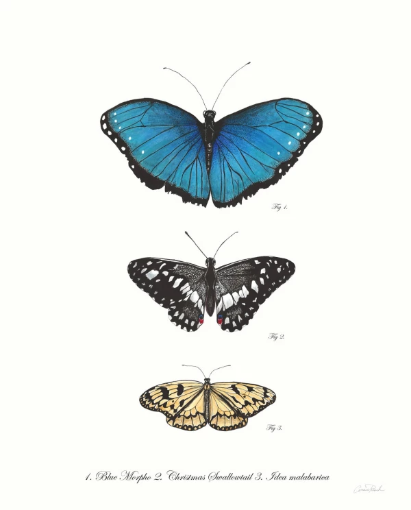 Illustration of 3 specimens of butterflies. Illustration by Connie Resch, Nature, 